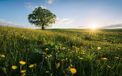 Komar Fotobehang - Frühling auf dem Land 450x280cm - Vliesbehang