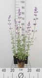 GRDplanten Groendecor Tuinarchitectuur 6x Kattekruid - Nepeta faas. 'Walker's Low' | 9x9 cm pot