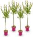 Green boutiQ - 4x Salix Flamingo - Flamingo wilg - Bont Roze - Boom - Ø19cm - 90-100cm