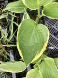 GRDplanten Groendecor Tuinarchitectuur 6x Hartlelie, Funkia - Hosta aureomarginata | 9x9 cm pot
