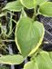 GRDplanten Groendecor Tuinarchitectuur 6x Hartlelie, Funkia - Hosta aureomarginata | 9x9 cm pot