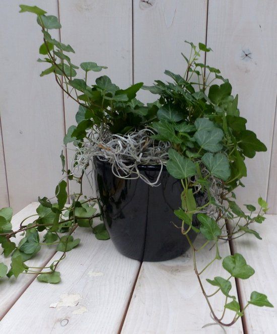 Warentuin Natuurlijk Klimop Hedrea donkergroen zwarte/antraciete pot 25 cm