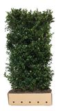 QuickHedge Ilex meserveae Heckenblau Heg haag H200 x 100 breed