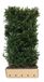 QuickHedge Ilex meserveae Heckenblau Heg haag H200 x 100 breed