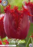 Dutch Finest Quality Chrystal Beauty Fringed Tulpenbollen 10 stuks bolmaat 12+