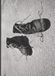 Josef Koudelka Diaries /anglais