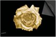 Dietrix Inductie Beschermer - 77x51cm - Black en Gold - Gouden Roos