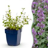 Green boutiQ Nepeta rac. Grog Kattenkruid - Blauw - 24 Planten