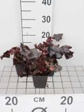 GRDplanten Groendecor Tuinarchitectuur 6x Purperklokje - Heuchera hybr. 'Obsidian' | 9x9 cm pot