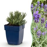 Plantenboetiek.nl Lavandula ang. Dwarf Blue - Lavendel - Geurend - Paars - 6 Planten - Ø11cm - 15-25cm hoog - Tuinplant