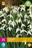 Jub Holland Galanthus elwesii bloembollen 25 stuks