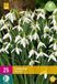 Jub Holland Galanthus elwesii bloembollen 25 stuks