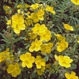 GRDplanten Groendecor Tuinarchitectuur 6x Zonneroosje - Helianthemum hybr. 'Golden Queen' | 9x9 cm pot