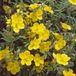 GRDplanten Groendecor Tuinarchitectuur 6x Zonneroosje - Helianthemum hybr. 'Golden Queen' | 9x9 cm pot