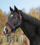Kerbl-houder Kerbl Halster Dexter - met fleece - blauw - M