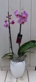 Warentuin Natuurlijk Vlinderorchidee lichtroze 2 stelen in hoge witte pot 60 cm