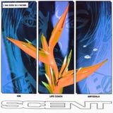 Bertus Distributie Wichita KIM - 12 inch Vinyl