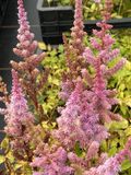 GRDplanten Astilbe 6x Pluimspirea - Astilbe chinensis 'Pumila' | 9x9 cm pot
