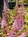 GRDplanten Astilbe 6x Pluimspirea - Astilbe chinensis 'Pumila' | 9x9 cm pot