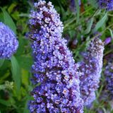 Arborix Buddleja Davidii 'Nanho Blue' - Vlinderstruik 40-60 cm in pot