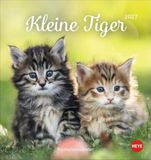 Katzen Heye Katzen Postkartenkalender Kleine Tiger 2027