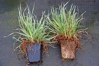 GRDplanten Kropaar 6x Dactylis glom. 'Variegata' | 9x9 cm pot