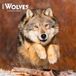 Wolves BrownTrout Wolves 2027 12 X 24 Inch (Hanging) Monthly Square Wall Calendar Plastic-Free