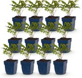 Plantenboetiek.nl Astilbe Tricolour - Pluimspirea - Schaduw - Paars - Roze - Wit - 12 Planten - Ø11cm - 15-25cm hoog - Tuinplant