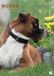 CalendarsRUs Boxer A3 Kalender 2027