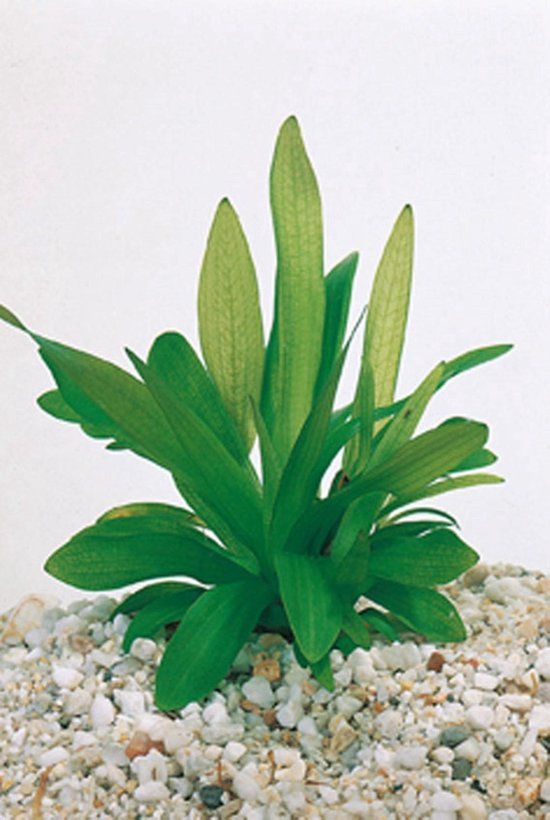 Moerings Sagittaria graminea P9