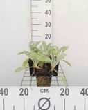 GRDplanten Groendecor Tuinarchitectuur 6x Ezelsoor - Stachys byz. 'Cotton Boll' ('sheila macqueen') | 9x9 cm pot