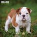 Bulldog 2027 Traditionele kalender