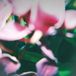 Suburban Trade Wind - You Make Everything Dis
