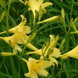 Arborix Hemerocallis 6 x Hemerocallis Lilioasphodelus - Daglelie pot 9x9cm