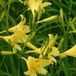 Arborix Hemerocallis 6 x Hemerocallis Lilioasphodelus - Daglelie pot 9x9cm