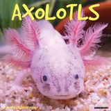 Willow Creek Press Axolotls 2027 12 X 12 Wall Calendar