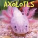 Willow Creek Press Axolotls 2027 12 X 12 Wall Calendar
