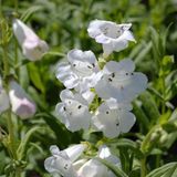 Arborix Bol 6 x Penstemon 'White Bedder' - Schildpadbloem Pot 9x9 cm - Witbloeiende Borderplant