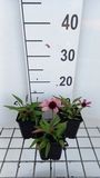 GRDplanten Echinacea 6x Zonnehoed - Sensation Pink' | 9x9 cm pot