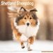 Avonside Shetland Sheepdog Kalender 2027