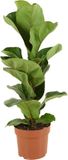 Merkloos / Sans marque Bloomique Ficus Lyrata Bambino Kamerplant