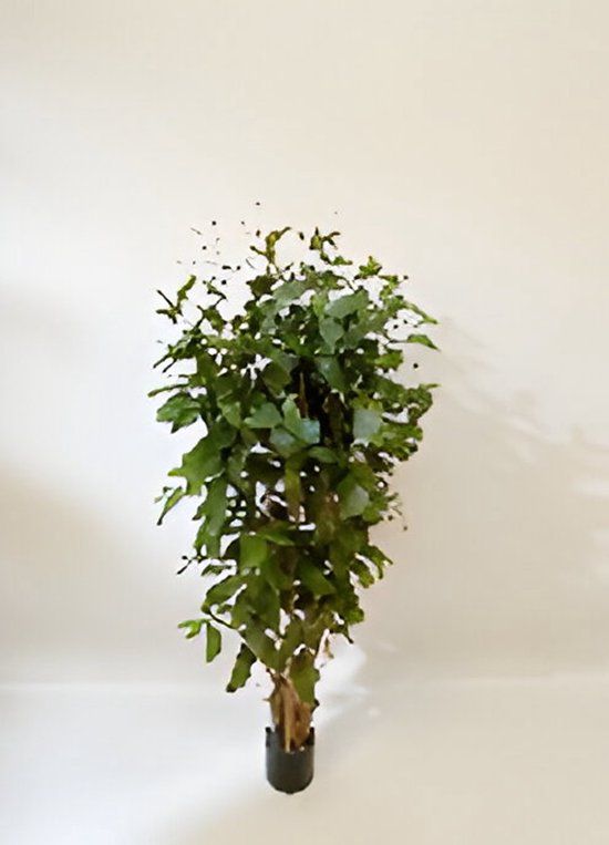 Oosterik Home Dracaena surculosa 150 cm kunstplant