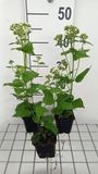 GRDplanten Groendecor Tuinarchitectuur 6x Leverkruid - Eupatorium rug. Braunlaub' | 9x9 cm pot