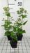 GRDplanten Groendecor Tuinarchitectuur 6x Leverkruid - Eupatorium rug. Braunlaub' | 9x9 cm pot