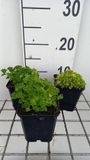 GRDplanten Groendecor Tuinarchitectuur 6x Klokje - Campanula garg. 'Dickson's Gold' | 9x9 cm pot