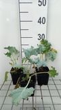 GRDplanten Groendecor Tuinarchitectuur 6x Crambe - Crambe maritima | 9x9 cm pot