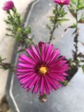 Groendecor Tuinarchitectuur 6x Aster d'automne - Aster Dumosus 'Jenny' | pot de 9x9 cm