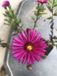 Groendecor Tuinarchitectuur 6x Aster d'automne - Aster Dumosus 'Jenny' | pot de 9x9 cm