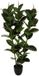 ATMOSPHERA CREATEUR D'INTERIEUR Ficus robusta artificiel