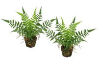 Kunstbosvaren Boston Kunstbosvaren in pot, 23 cm, set van 2